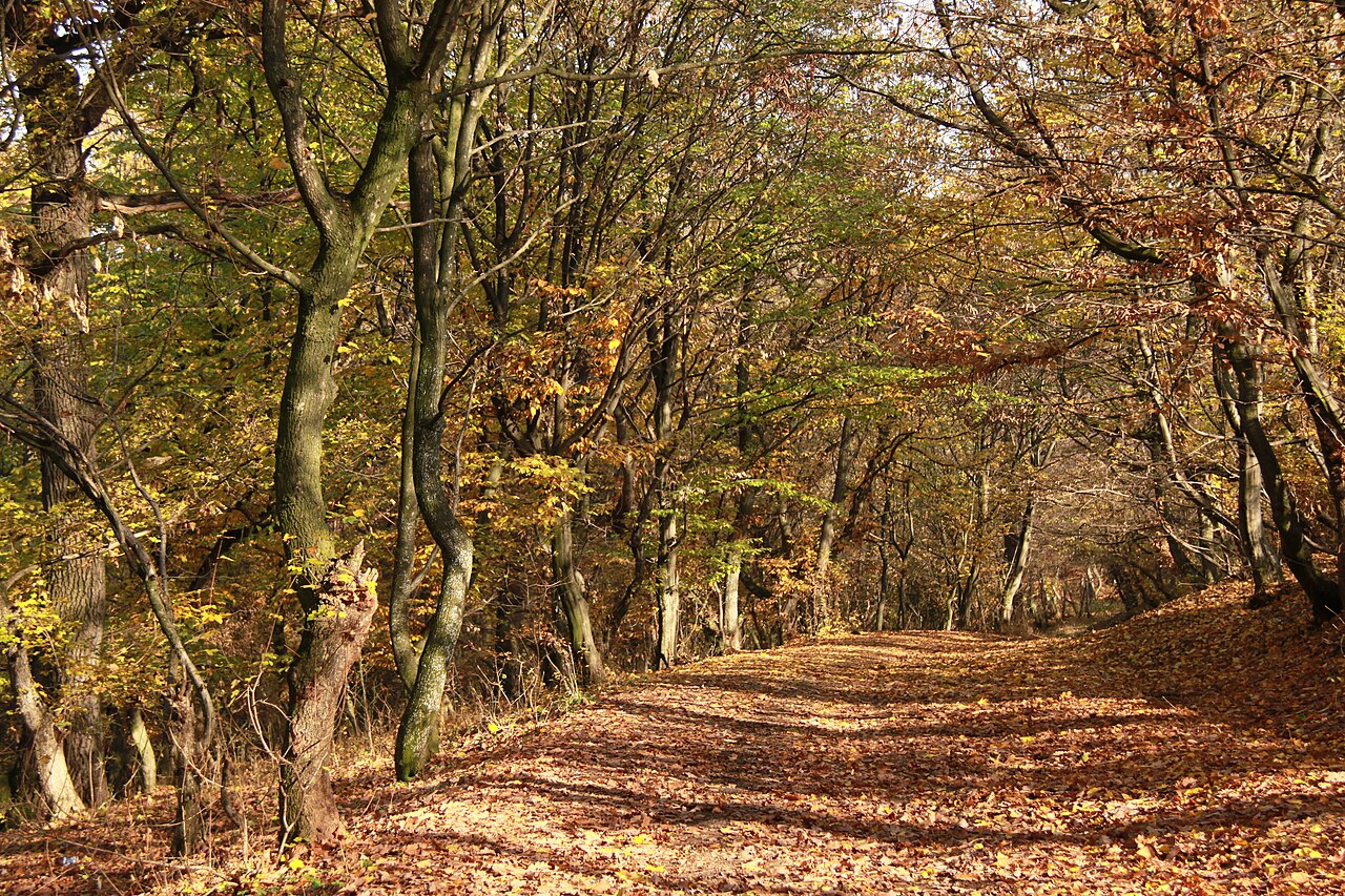 Hoia-Baciu Forest — Cluj-Napoca, Romania